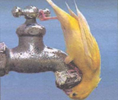 Λειψυδρία Λειψυδρία